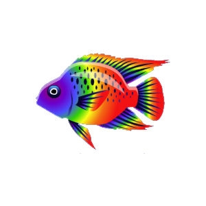 Irish Rainbow Parrot Cichlid